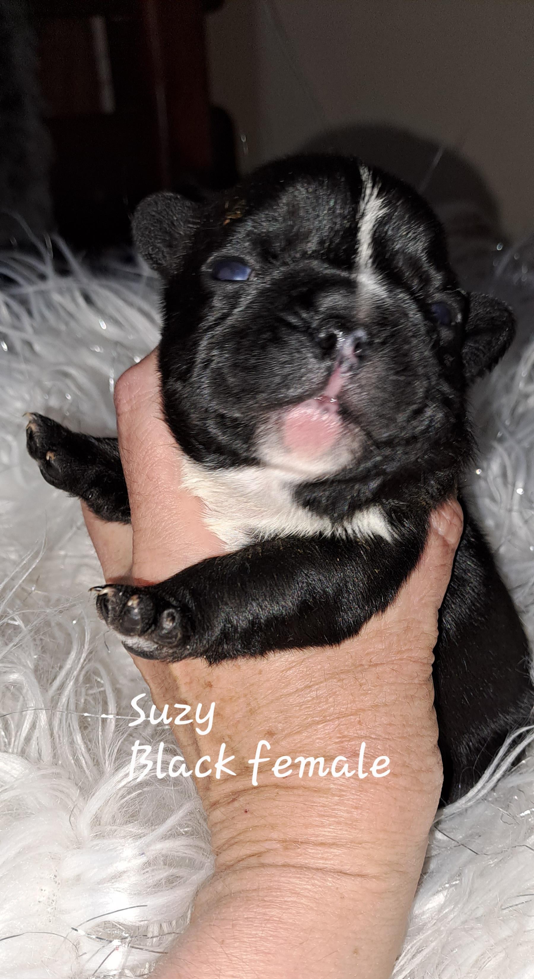 suzy-black-female-french-bulldog-puppy-south-africa